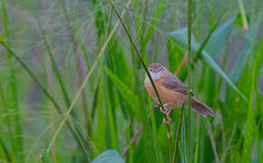 Tawny-bellied Babbler