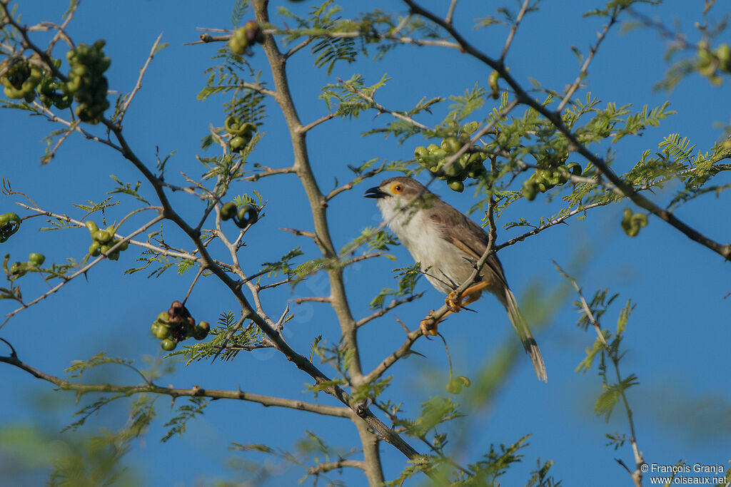 Yellow-eyed Babbler