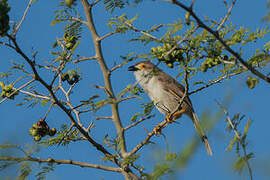 Yellow-eyed Babbler