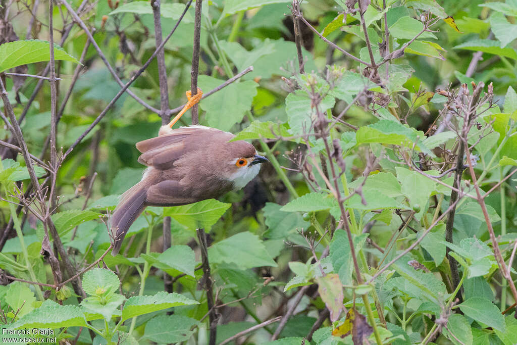 Yellow-eyed Babbleradult, habitat, pigmentation, Behaviour