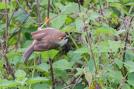 Yellow-eyed Babbler