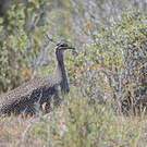 Tinamou élégant