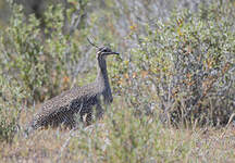 Tinamou élégant