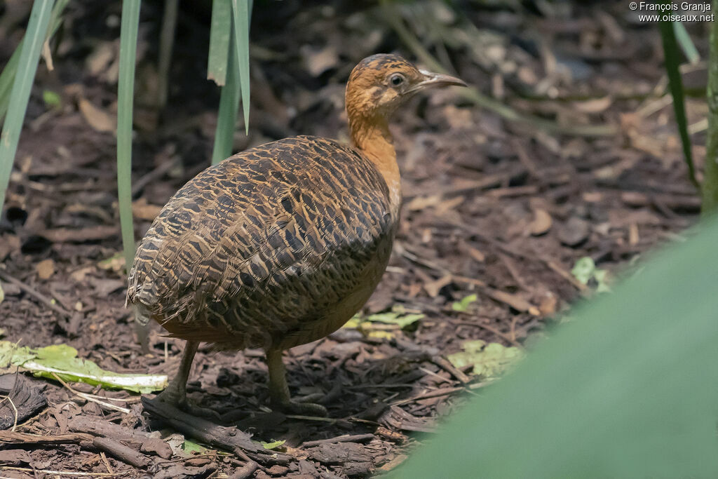 Red-winged Tinamou