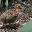 Tinamou isabelle