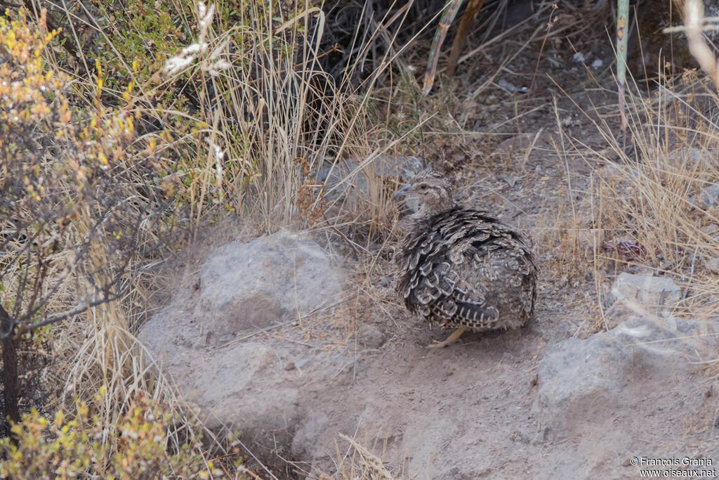 Ornate Tinamou