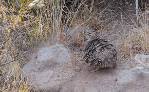 Ornate Tinamou