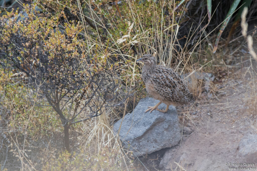 Ornate Tinamou