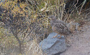 Ornate Tinamou