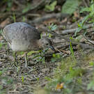 Tinamou solitaire