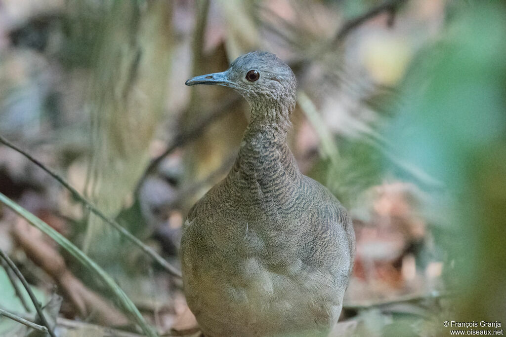 Undulated Tinamou