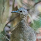 Tinamou vermiculé