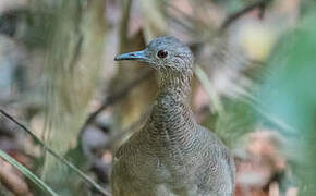 Undulated Tinamou