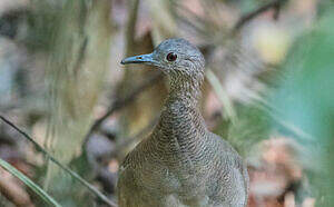 Tinamou vermiculé