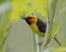 Black-necked Weaver