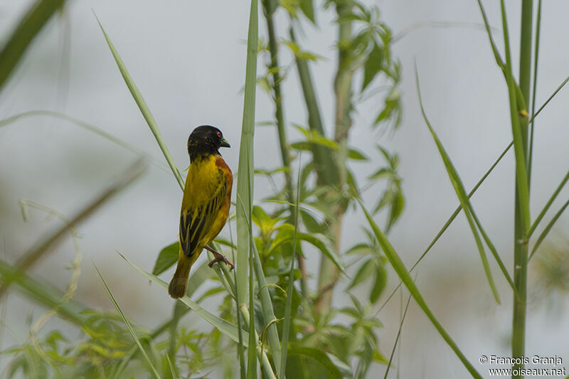 Golden-backed Weaveradult