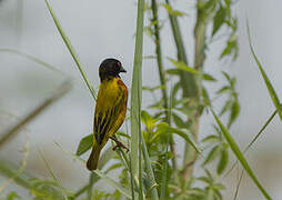 Golden-backed Weaver