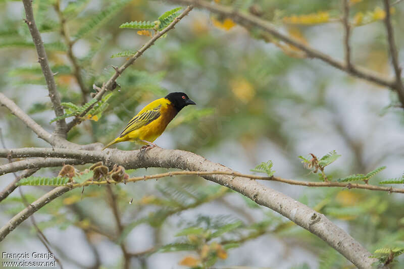 Golden-backed Weaver male adult, habitat, pigmentation