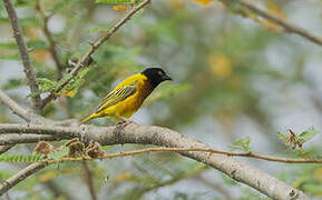 Golden-backed Weaver