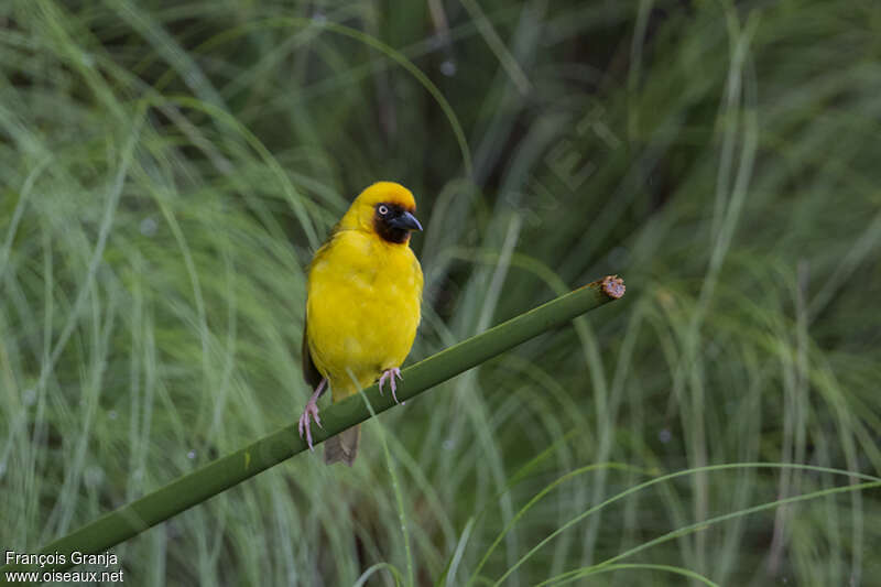 Northern Brown-throated Weaver male adult breeding, habitat, pigmentation