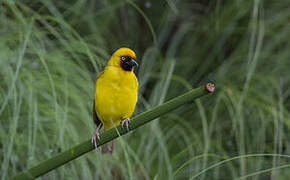 Northern Brown-throated Weaver