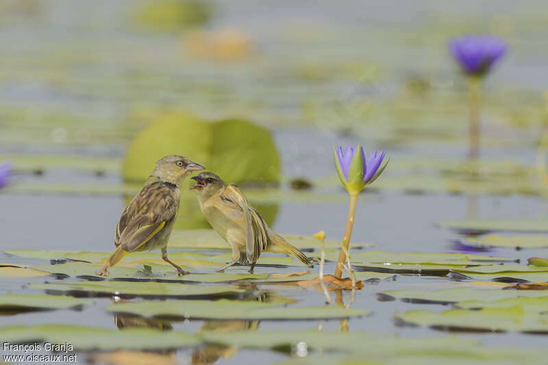 Northern Brown-throated Weaver, habitat, pigmentation, eats