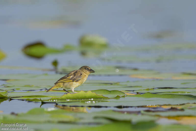 Northern Brown-throated Weaver female adult, Behaviour