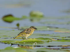 Northern Brown-throated Weaver