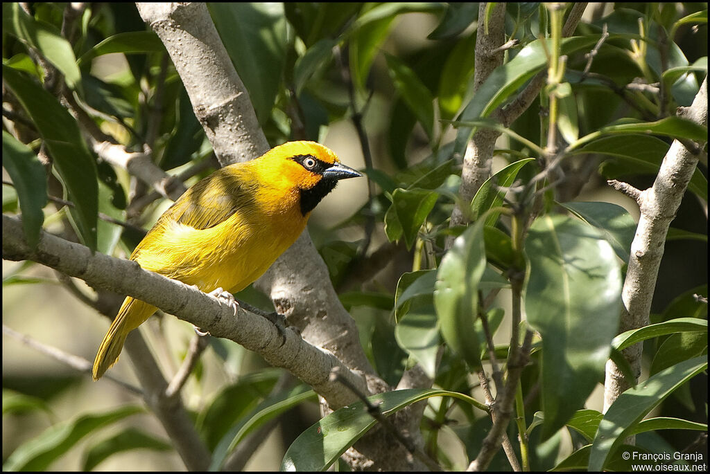 Spectacled Weaver