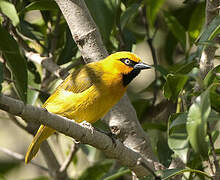 Spectacled Weaver