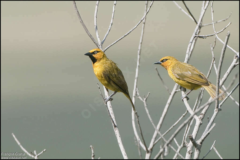 Spectacled Weaveradult breeding, pigmentation