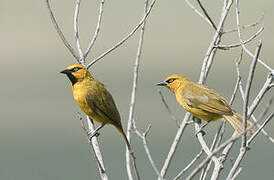 Spectacled Weaver