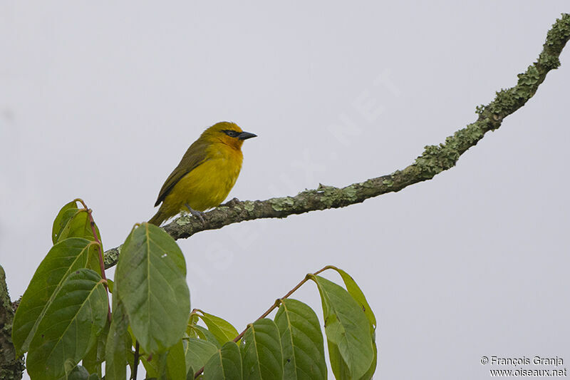 Spectacled Weaveradult