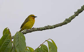 Spectacled Weaver