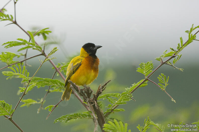 Black-headed Weaveradult