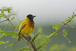 Black-headed Weaver