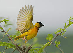 Black-headed Weaver