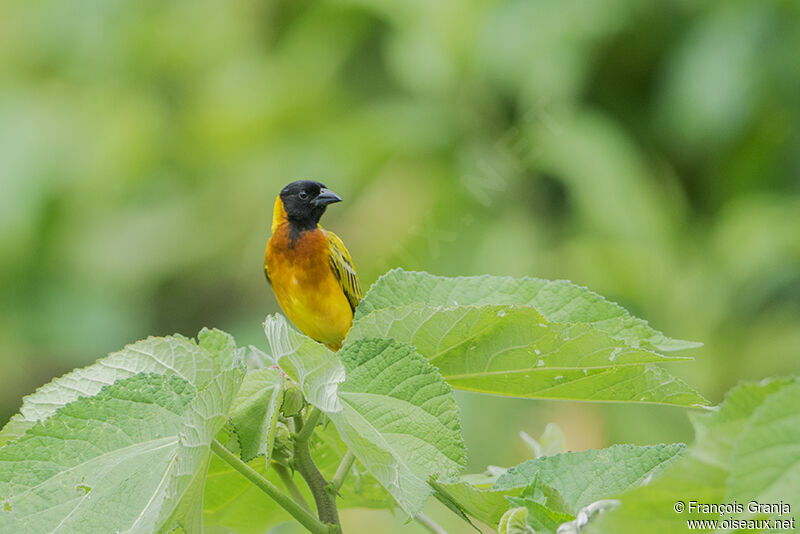 Black-headed Weaveradult