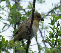 Southern Masked Weaver