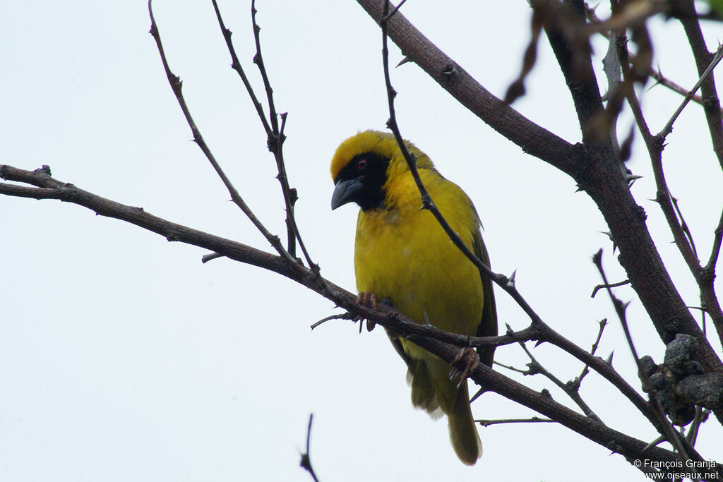 Southern Masked Weaver male adult