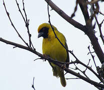 Southern Masked Weaver