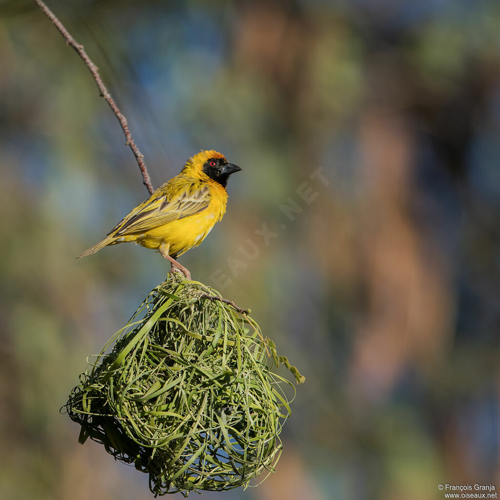 Southern Masked Weaver