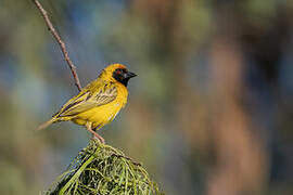 Southern Masked Weaver