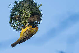 Southern Masked Weaver