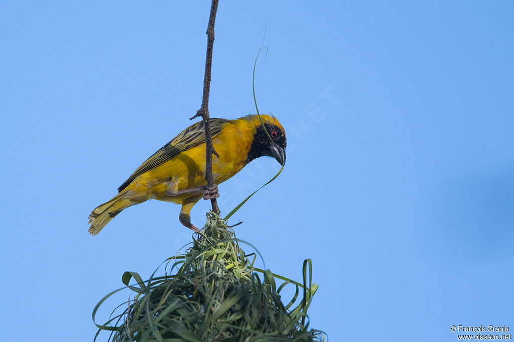 Southern Masked Weaver