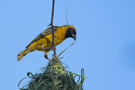 Southern Masked Weaver