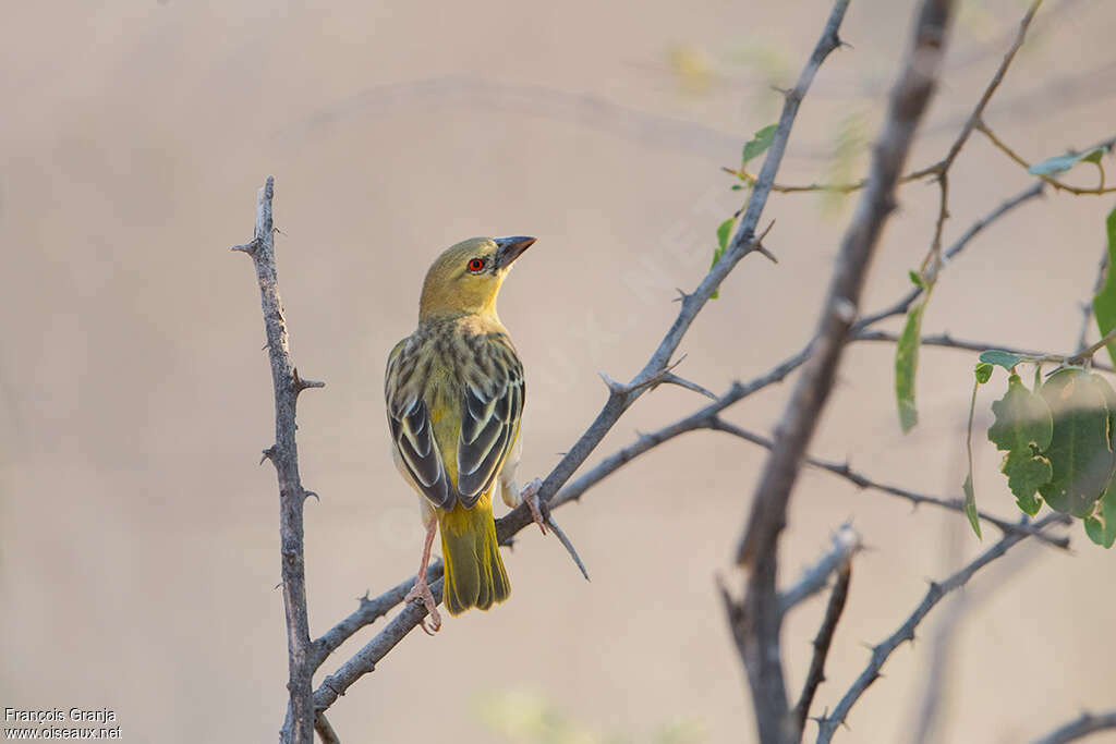 Southern Masked Weaver male adult post breeding, identification