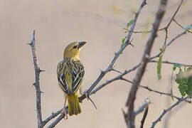 Southern Masked Weaver