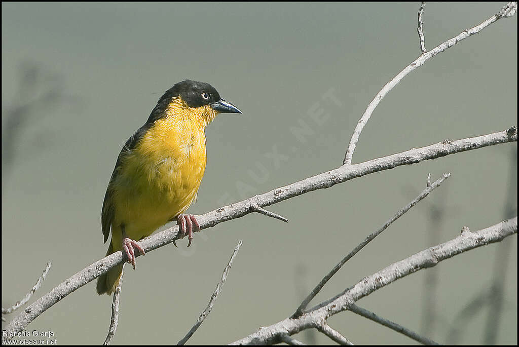 Baglafecht Weaver female adult breeding, identification