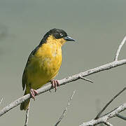 Baglafecht Weaver